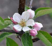 Henrik Jensen æbleblomst